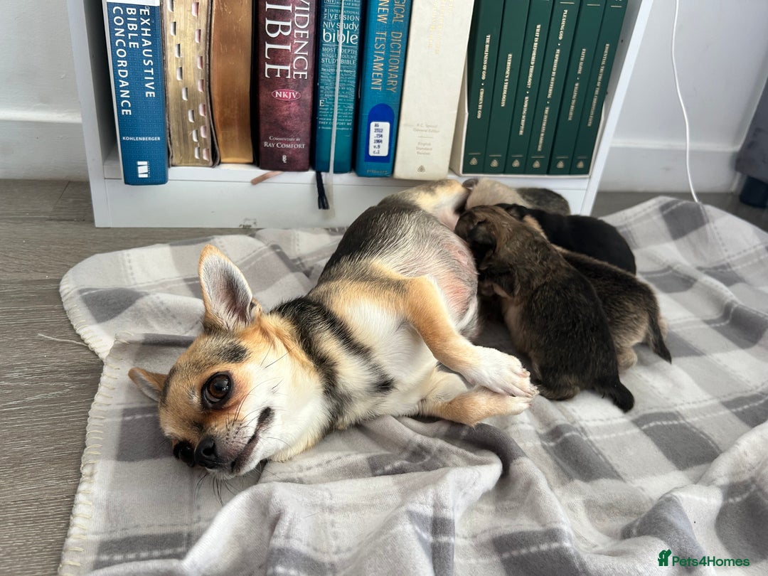 Pomchi dogs for sale: Pomchi puppies - Advert 1