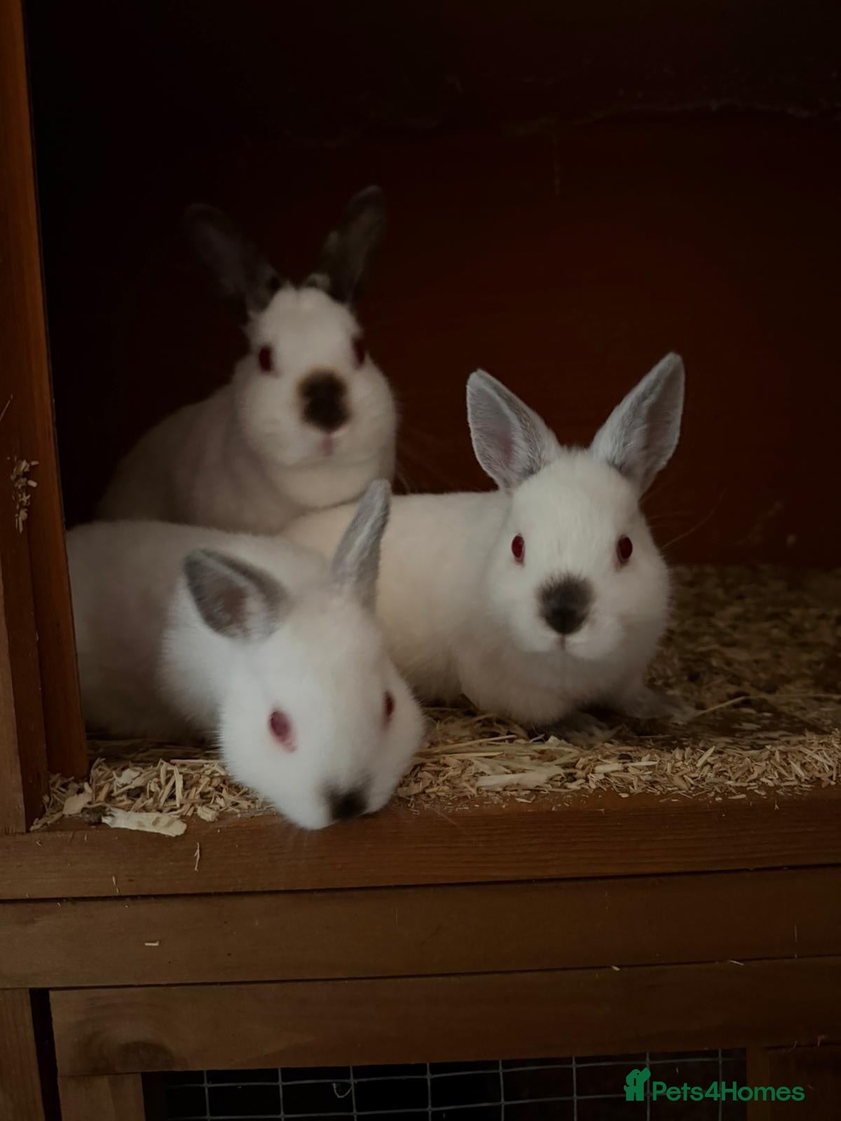 Netherland Dwarf rabbits Tiny Netherlands Dwarfs Ready Now  - Advert 3