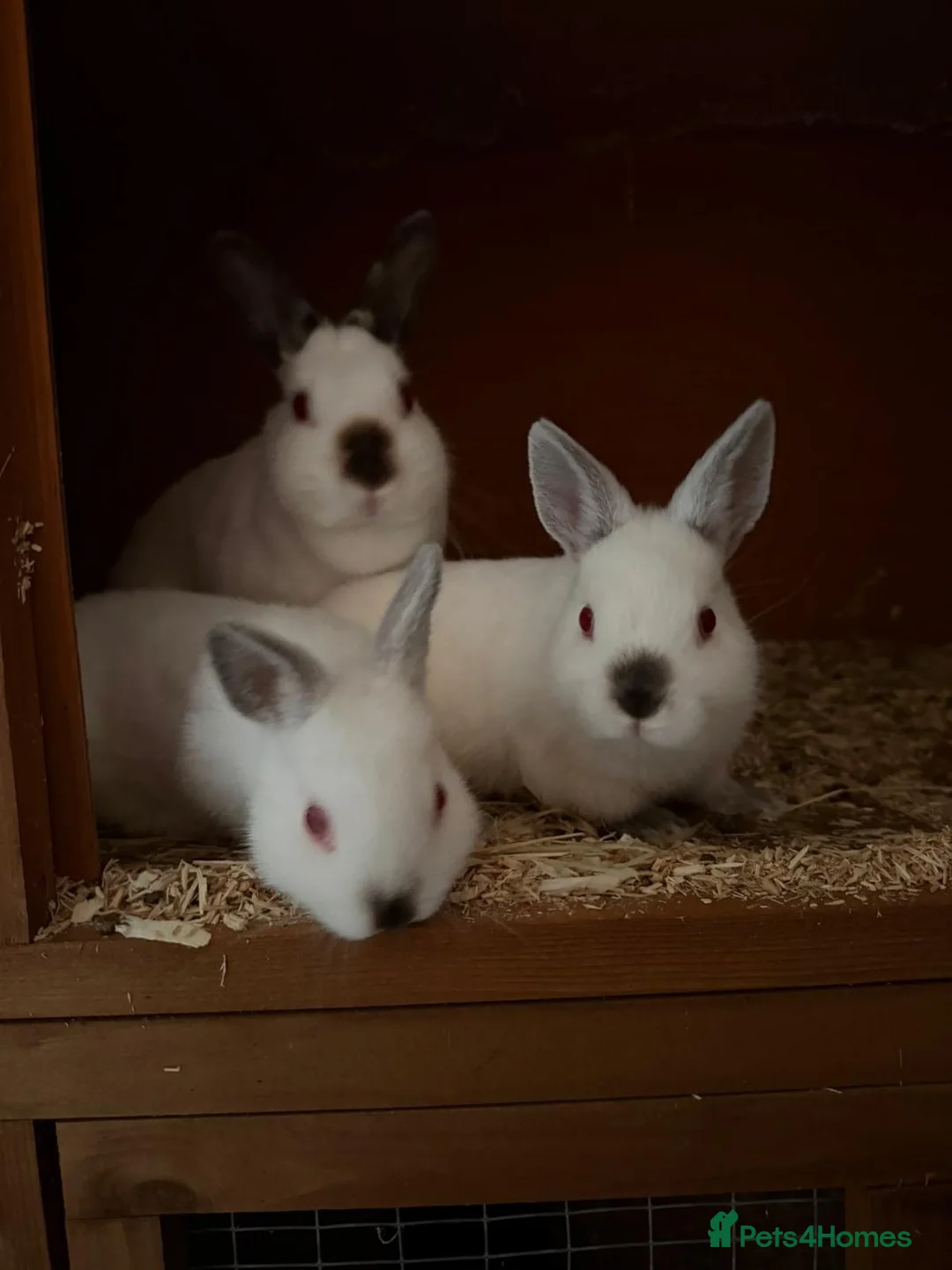 Netherland Dwarf rabbits for sale: Tiny Netherlands Dwarfs Ready Now  - Advert 1