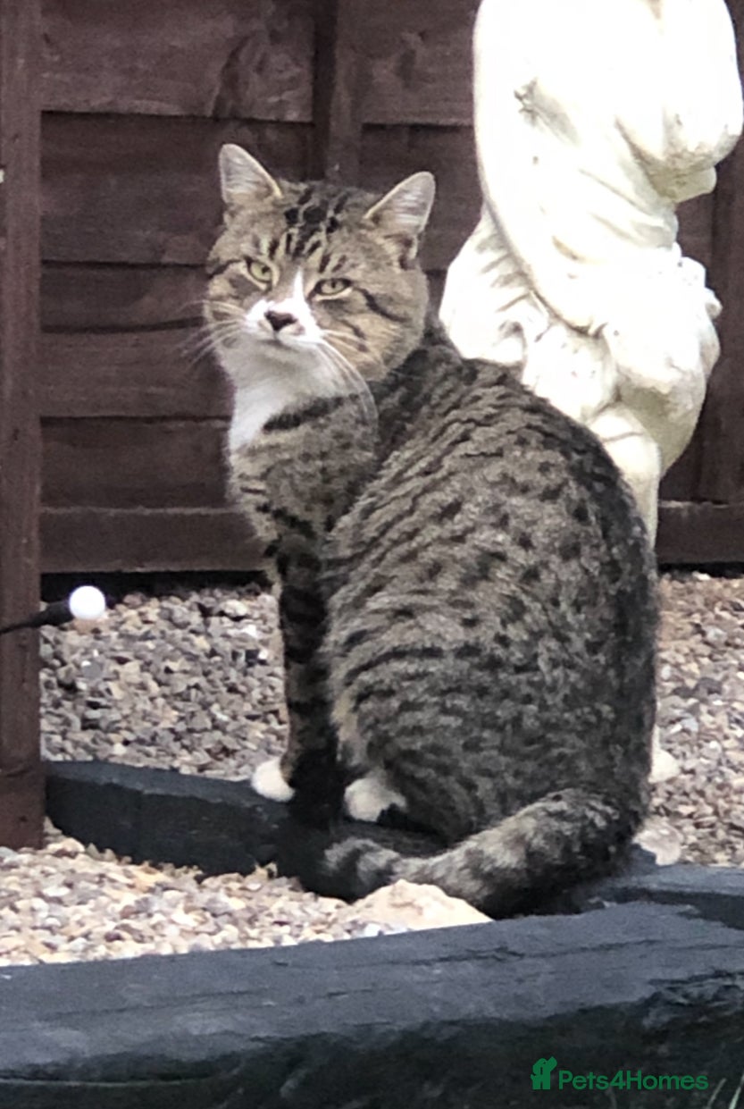 Mixed Breed cats NEUTERED OUTDOOR CAT NEEDS A JOB (Barn/Stable etc - Advert 1