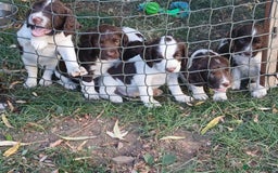 English Springer Spaniel dogs for sale: Stunning springer spaniel puppies for sale  - Image 9