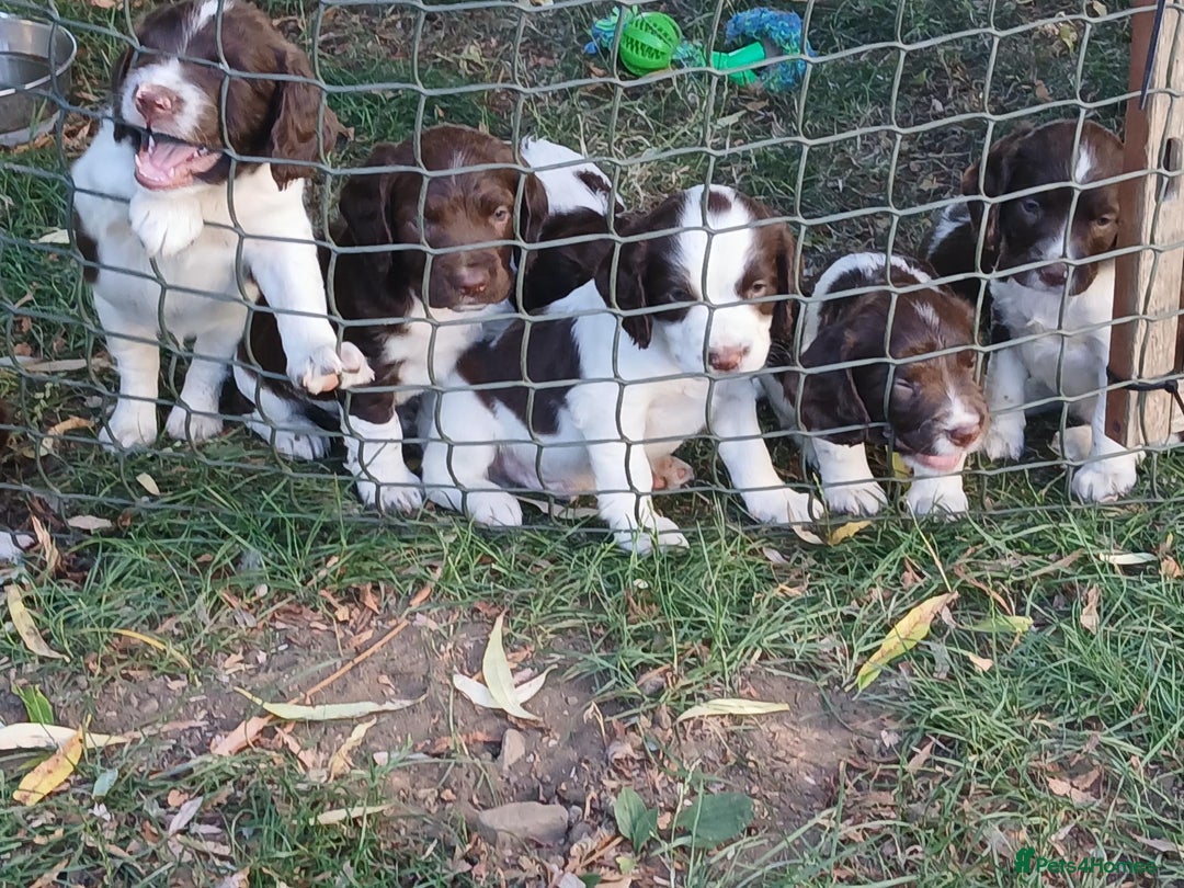 English Springer Spaniel dogs for sale: Stunning springer spaniel puppies for sale  - Image 9