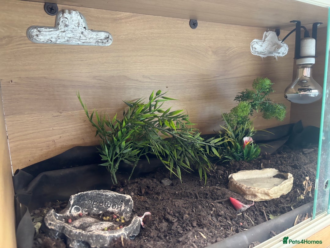 Tortoise reptiles for sale: 5 years old Herman female - Image 2