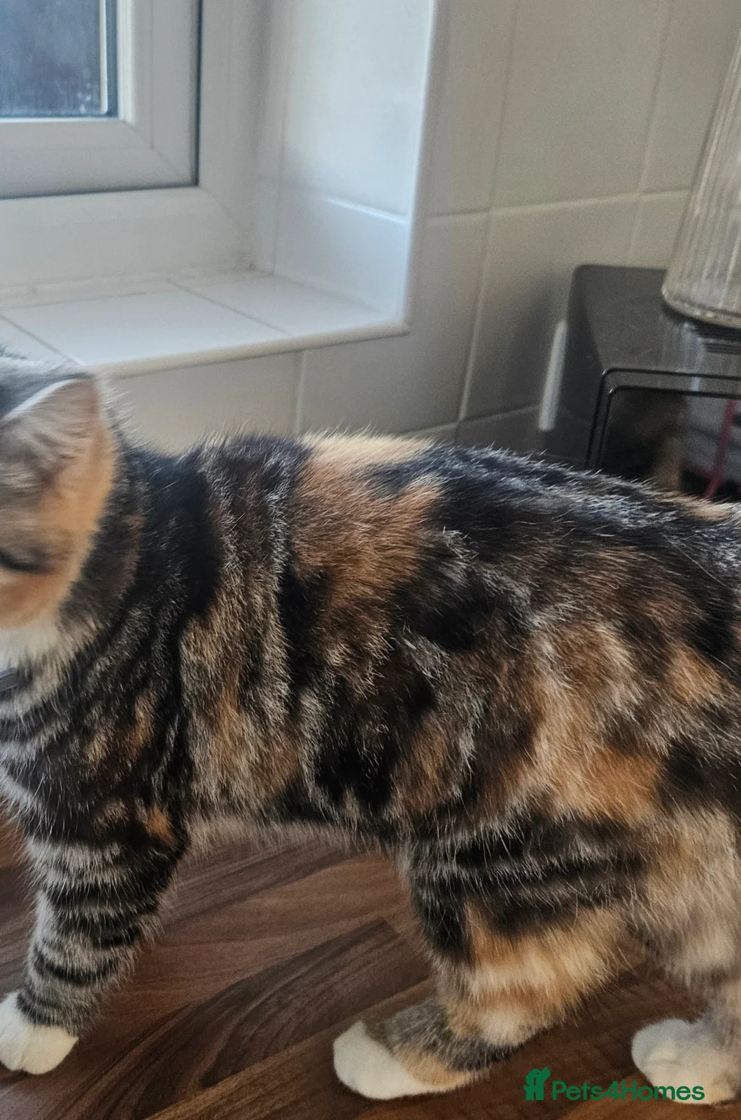 Persian cats for sale: Beautiful Female Persian x British Short Hair  in Prestatyn - Advert 6