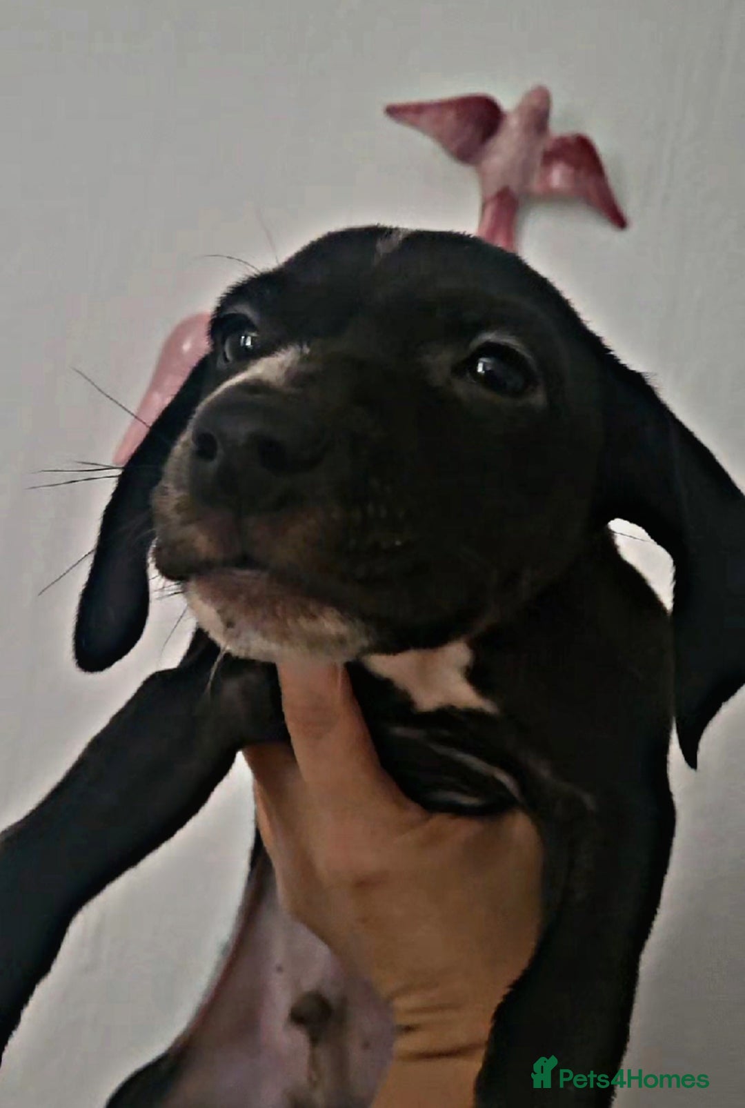 Mixed Breed dogs for sale: Beautiful mixed breed puppies - Image 12
