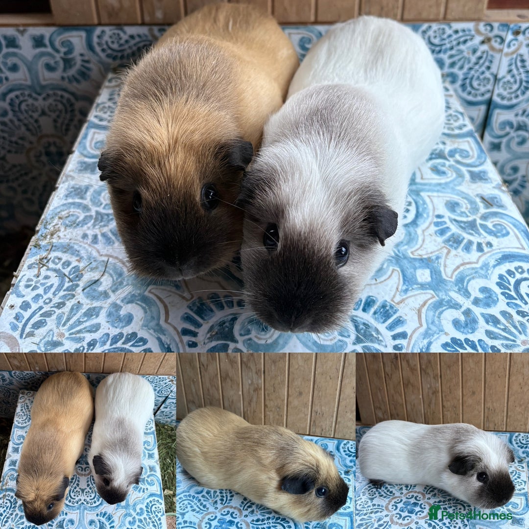 Guinea Pig rodents for sale: Adult Male & Female Guinea Pigs  - Advert 1