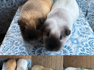 Guinea Pig rodents Adult Male & Female Guinea Pigs - Advert 1