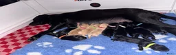 Labrador Retriever dogs for sale: 10 Stunning black Labrador & cream/red fox pups  - Advert 6