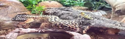 Leopard Gecko reptiles for sale: Baby Leopard Geckos - Advert 5