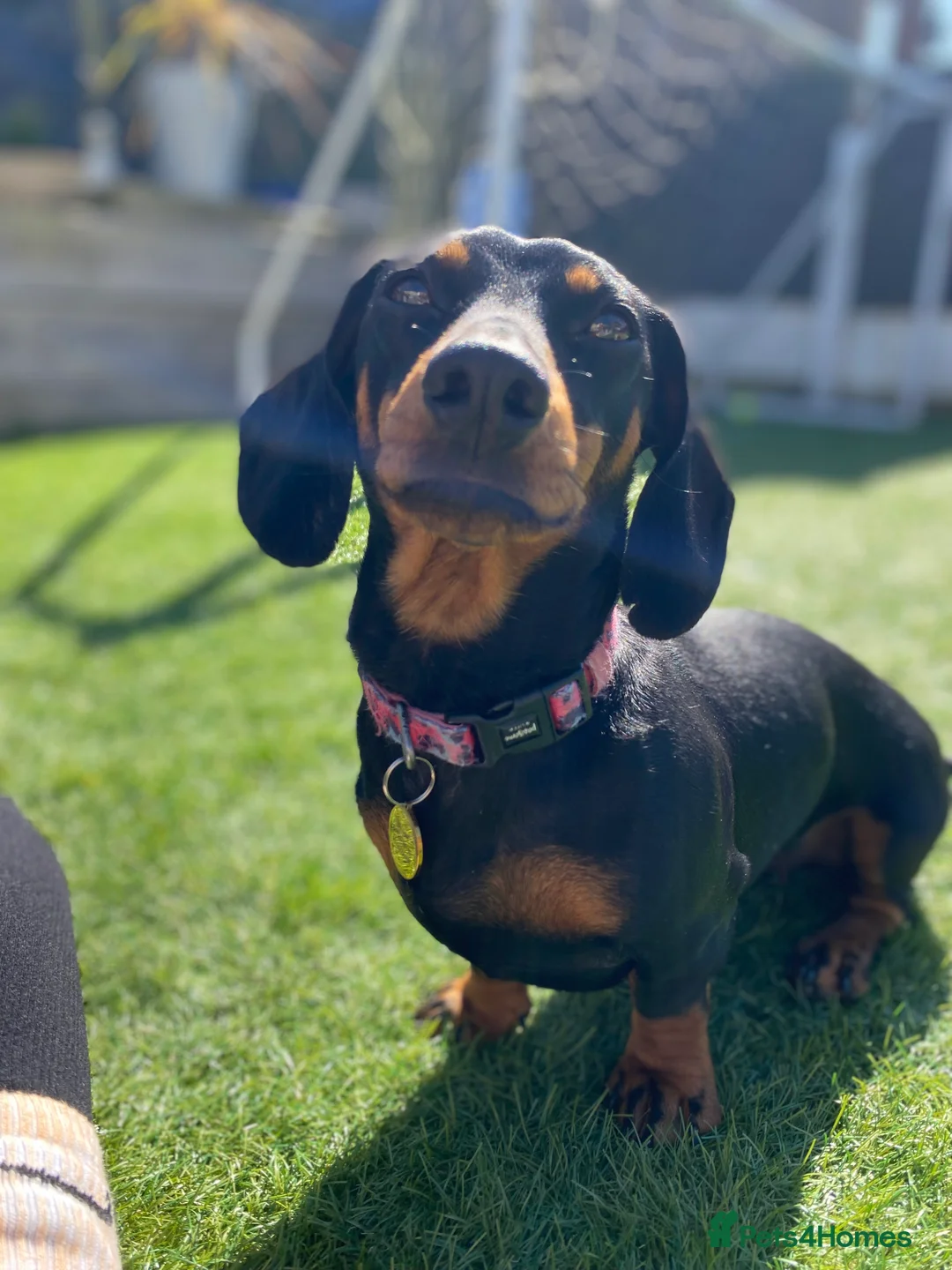 Dachshund dogs for sale: Dachshund girl 4 years old  - Advert 8