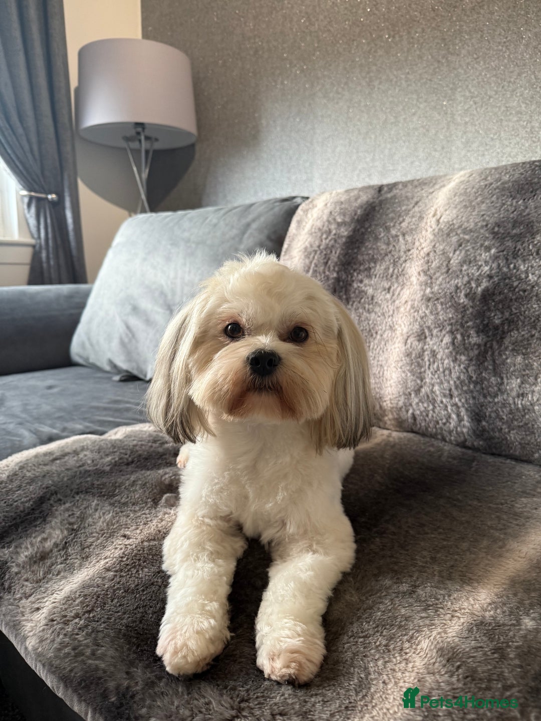 Lhasa Apso dogs for stud: KC Registered Lhasa Apso Stud - Advert 1