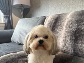 Lhasa Apso dogs - Advert 8