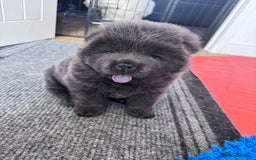 Chow Chow dogs for sale: Last 2 Beautiful chow chow puppies - Image 30