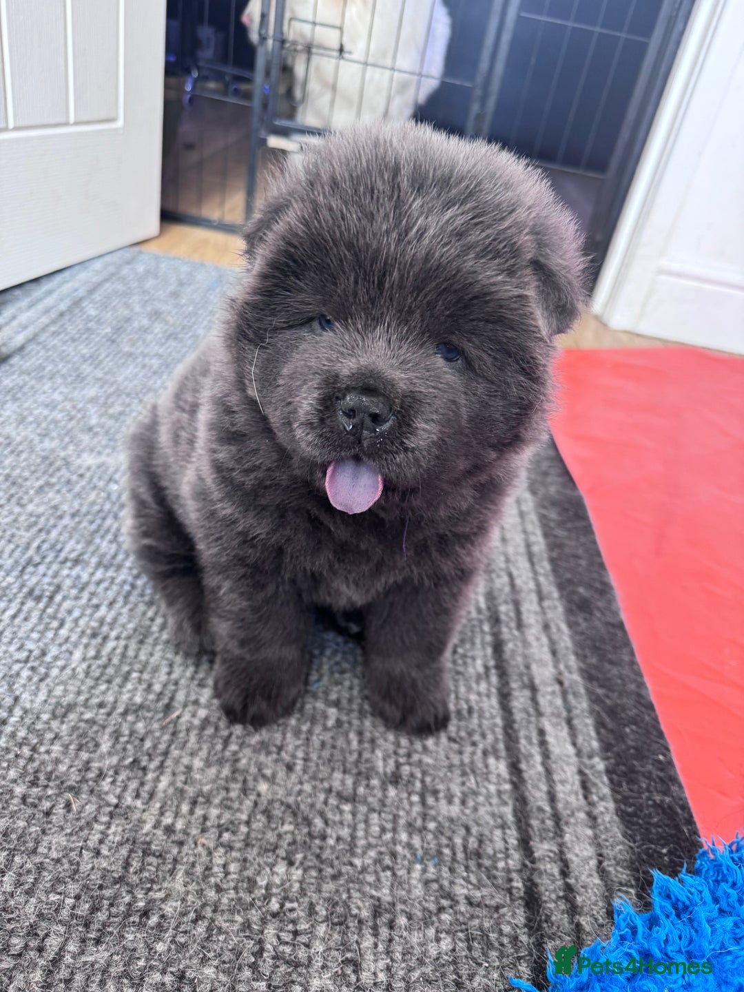 Chow Chow dogs for sale: Last 2 Beautiful chow chow puppies - Image 30