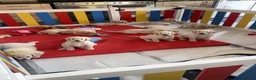 Goldendoodle dogs for sale: 🐾 Goldendoodle Puppies ready for forever homes 🐾 - Advert 23