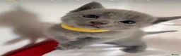 Russian Blue cats for sale: TICA PURE PEDIGREE RUSSIAN BLUE KITTENS  - Advert 26