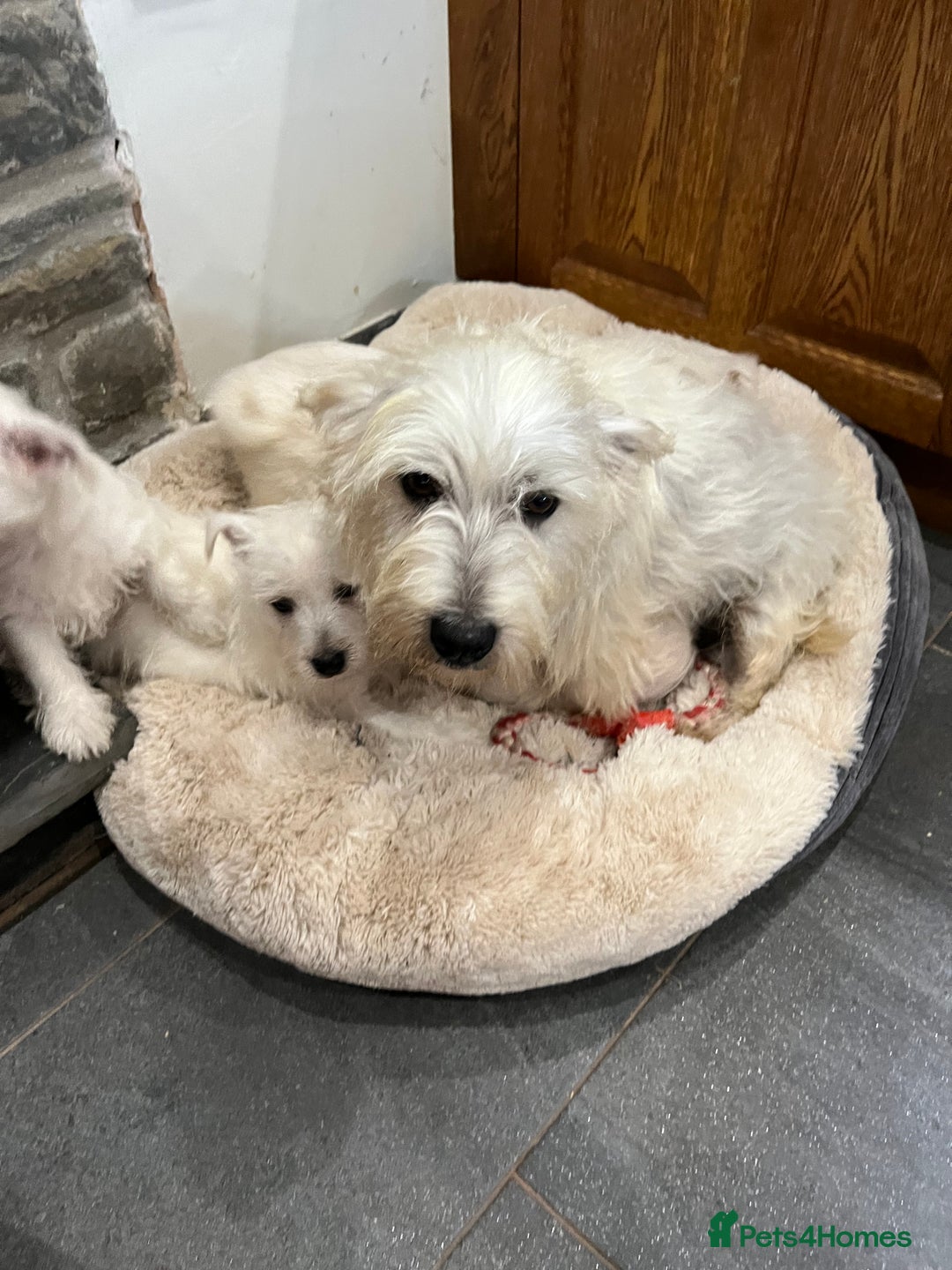 West Highland Terrier dogs for sale: Lovely litter of Westie Puppies - Advert 8