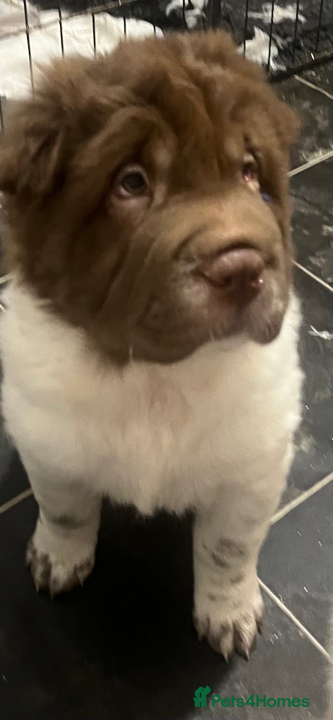 Shar Pei dogs **Ready stunning kc reg 1 girl !! 2 boys left !!!! - Advert 18