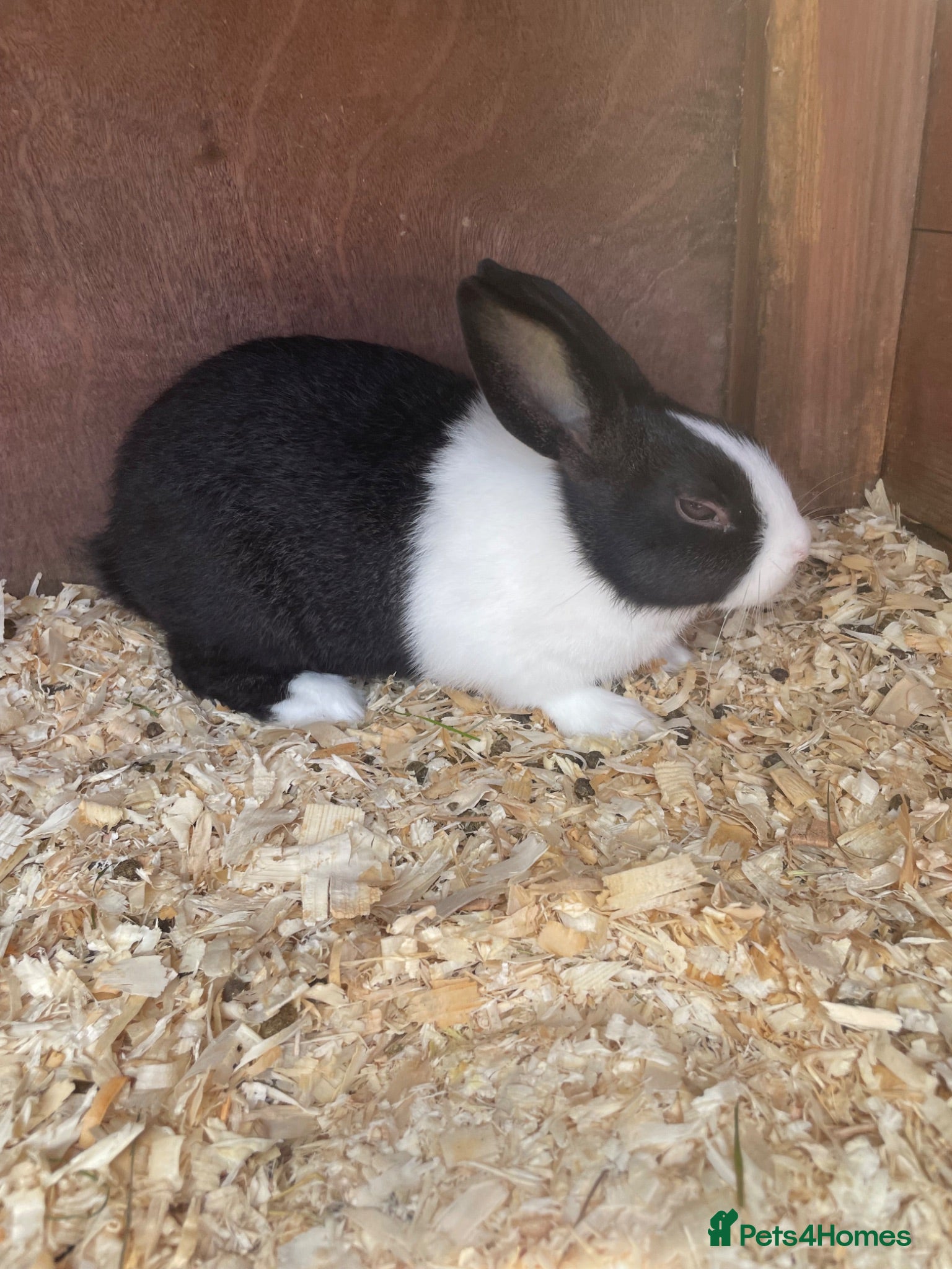 Dutch rabbits Baby rabbit WITH INDOOR CAGE - Advert 2