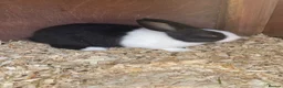 Dutch rabbits for sale: Baby rabbit WITH INDOOR CAGE - Advert 1
