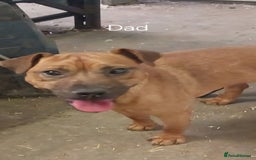 Patterdale Terrier dogs for sale: Patterdale Puppies  - Image 7