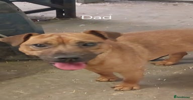 Patterdale Terrier dogs - Advert 14