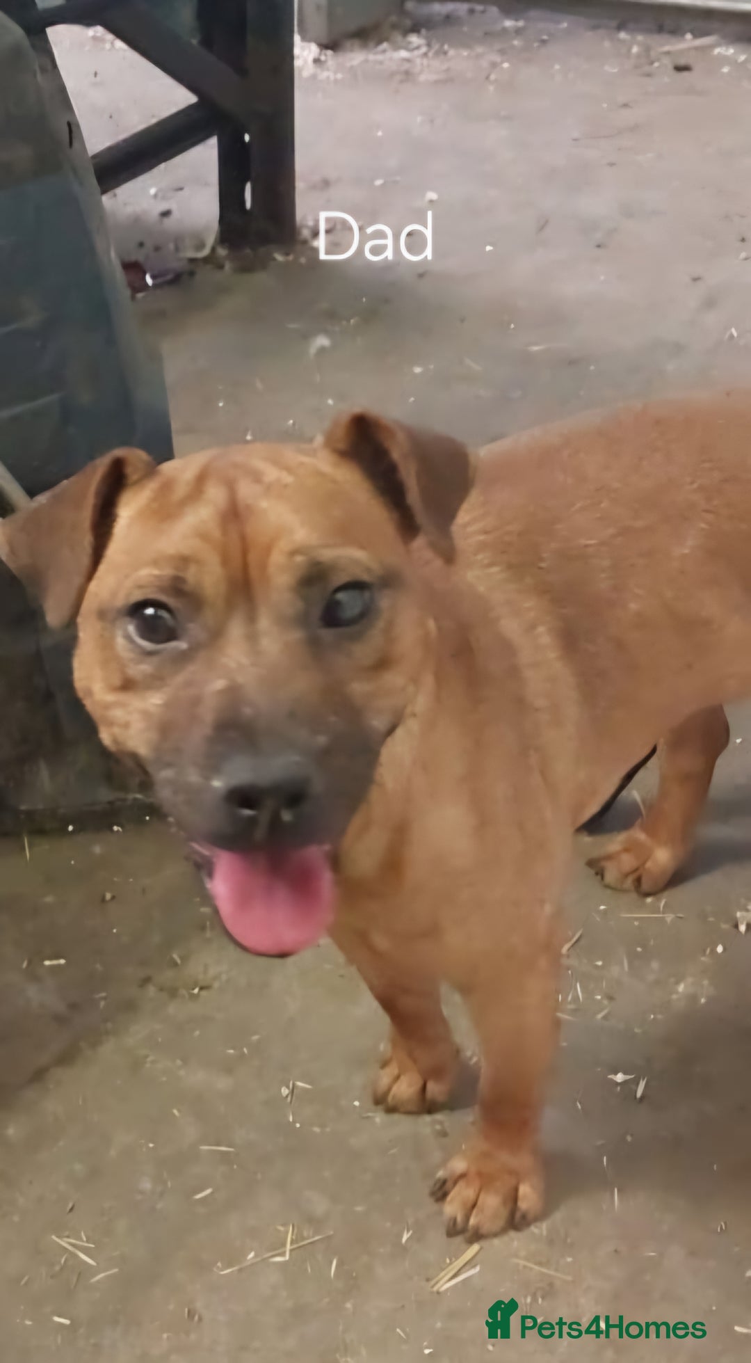 Patterdale Terrier dogs for sale: Patterdale Puppies  - Image 7