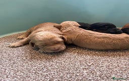 Cockapoo dogs for sale: Outstanding F1 cockapoo - Advert 6