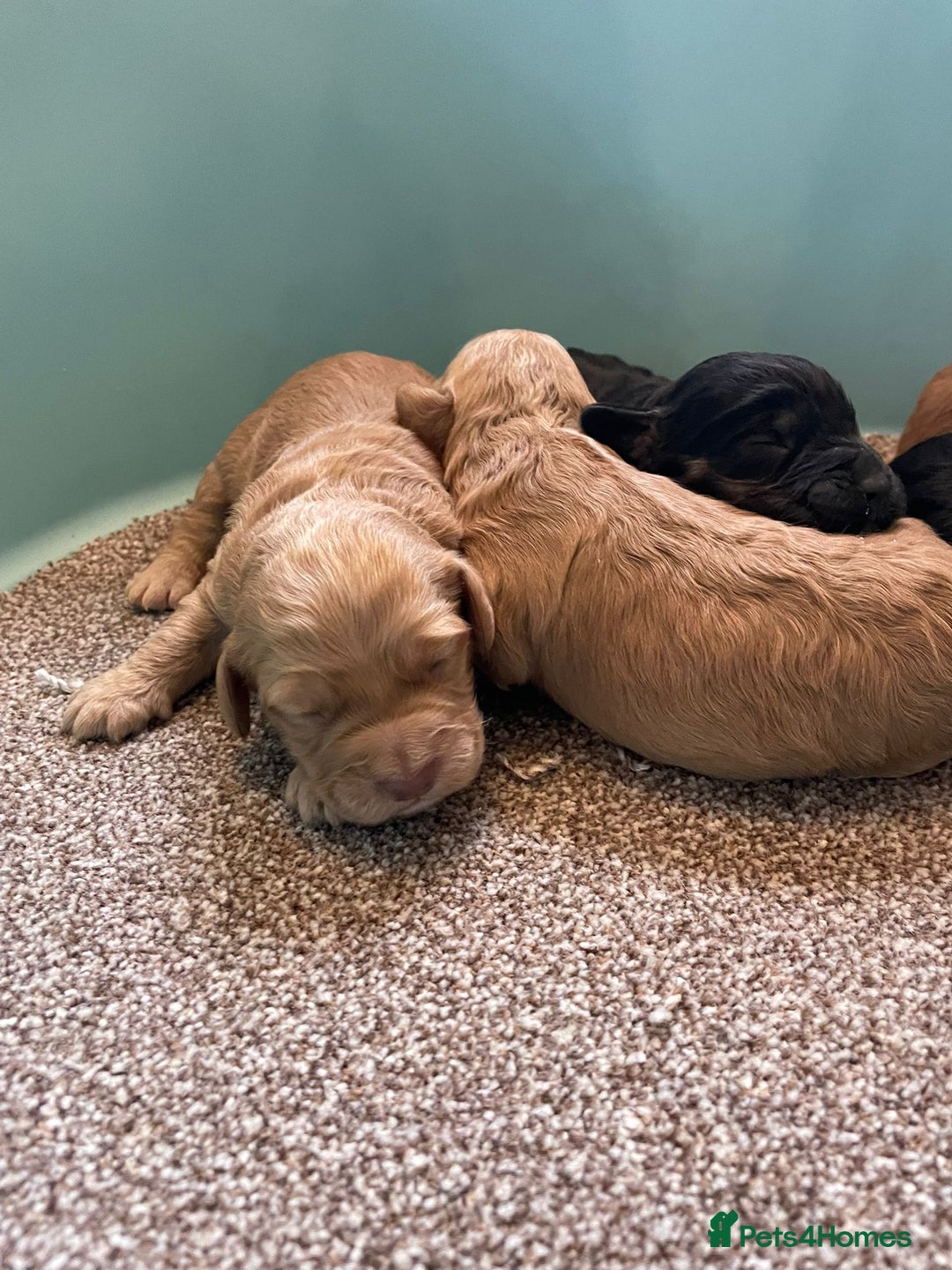 Cockapoo dogs for sale: Outstanding F1 cockapoo - Advert 6