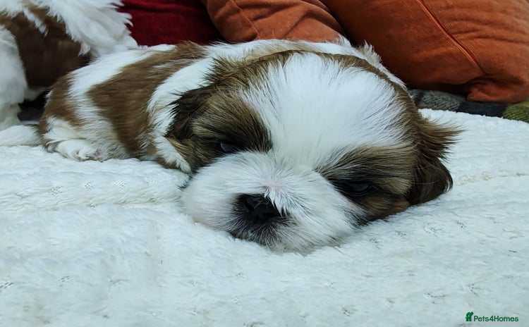 Shih Tzu dogs - Advert 1