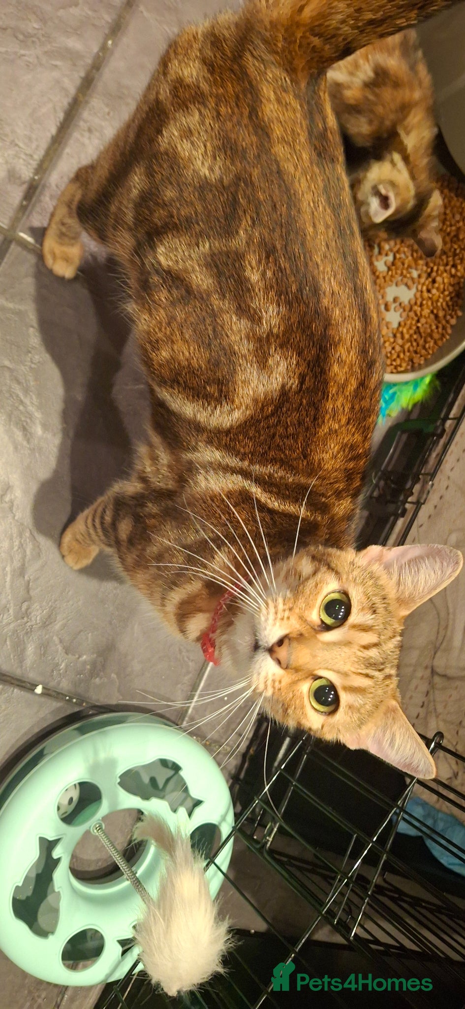 Mixed Breed cats Part bengal kittens - Advert 1