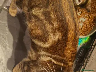 Mixed Breed cats Part bengal kittens - Advert 1