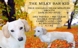Miniature Dachshund dogs for sale: Kaneishan minature Daschund puppies  - Image 8