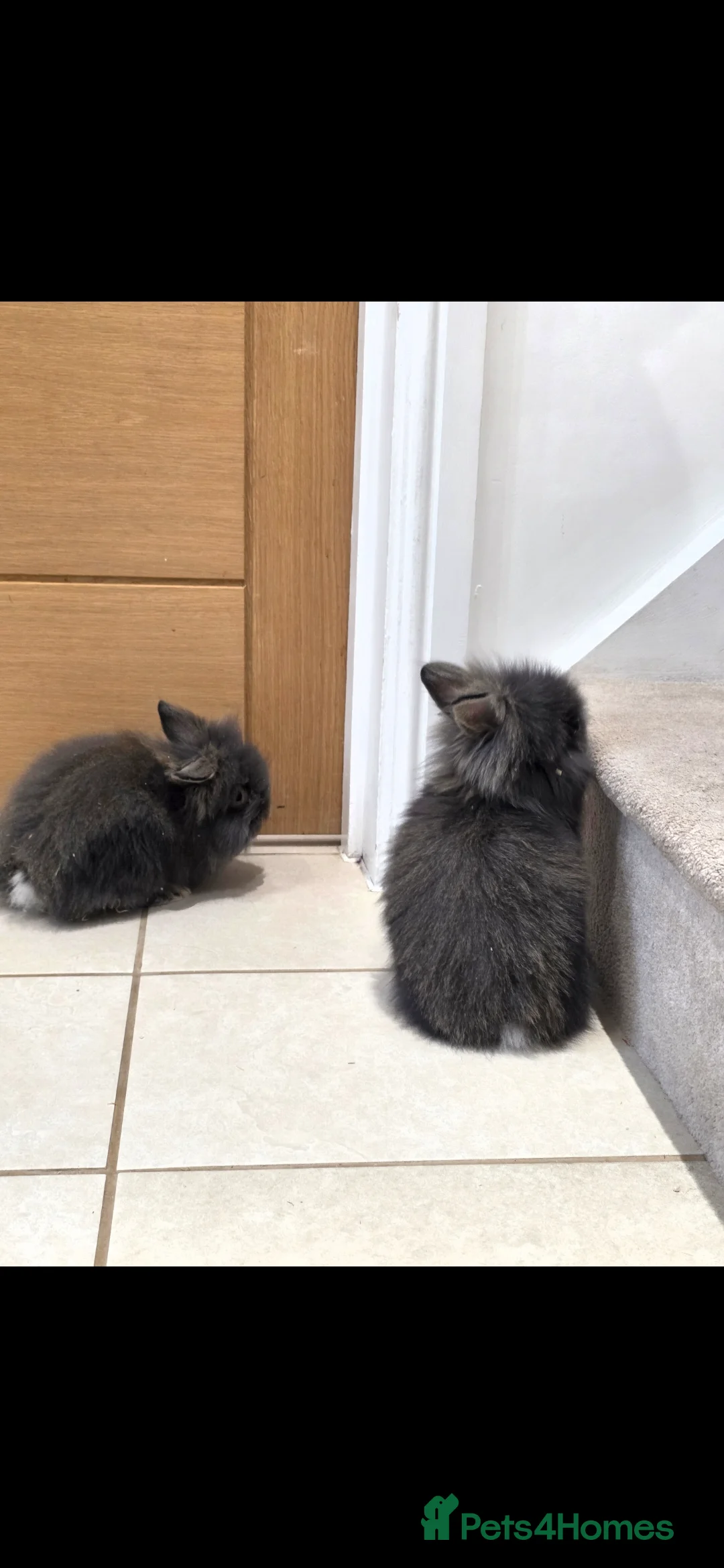 Mixed Breed rabbits for sale: Beautiful fluffy lion lop bunnies  - Advert 4