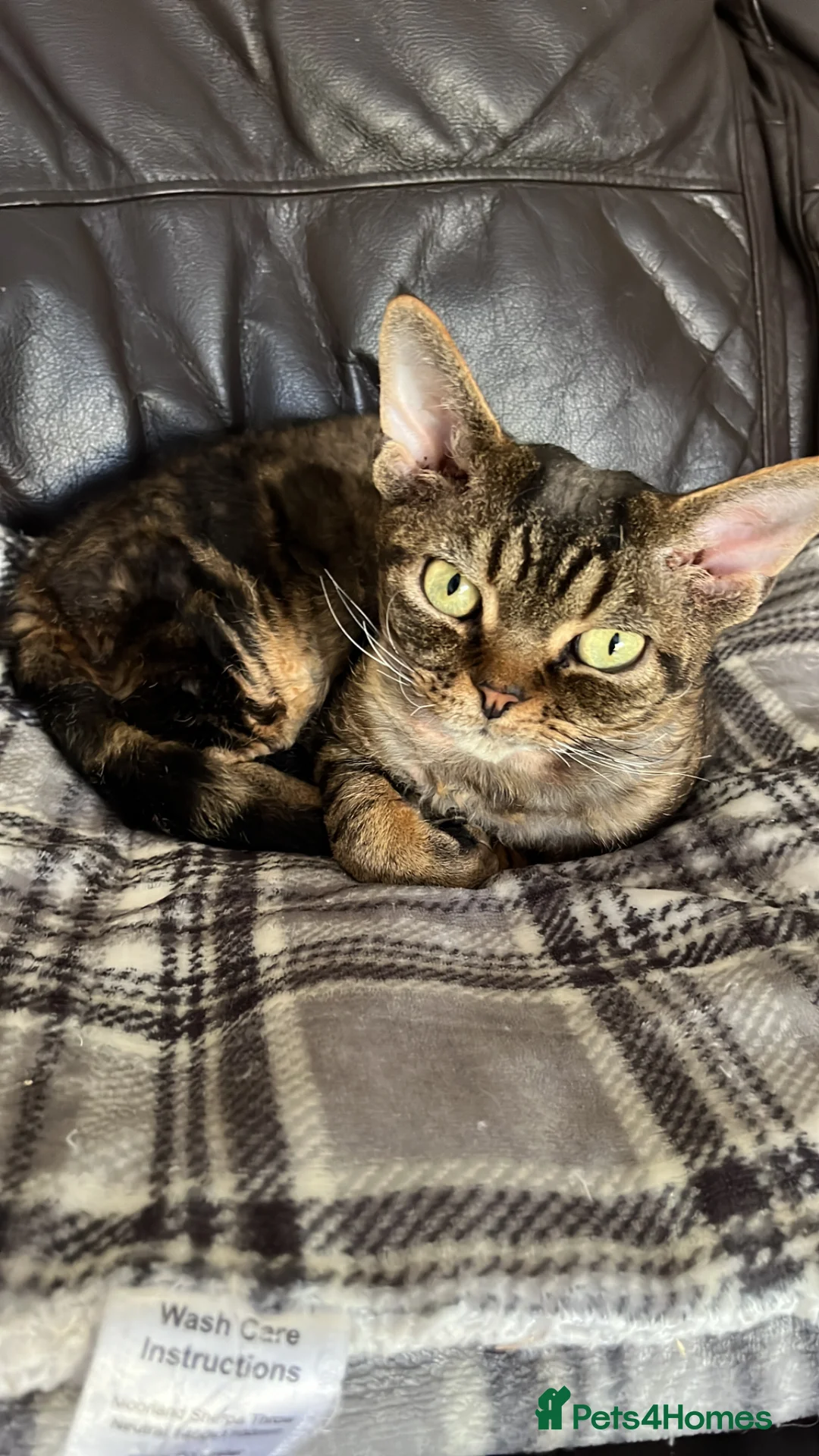 Devon Rex cats for sale: Two Devon Rex boys - Advert 10