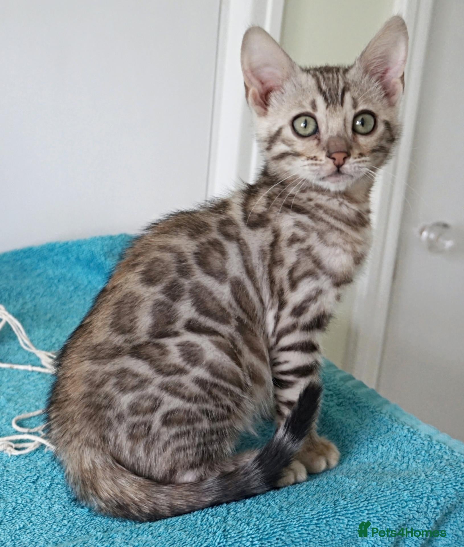 Bengal cats Ready Now Superb Bengal Girl Kitten - Advert 7
