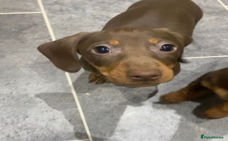 Miniature Dachshund dogs Miniature dachshunds smooth hair female chocolate  - Advert 5