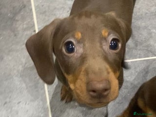 Miniature Dachshund dogs Miniature dachshunds smooth hair female chocolate - Advert 1