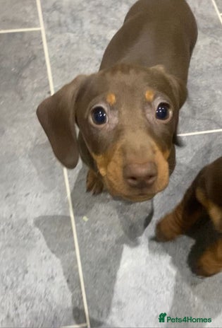 Miniature Dachshund dogs Miniature dachshunds smooth hair female chocolate - Advert 1