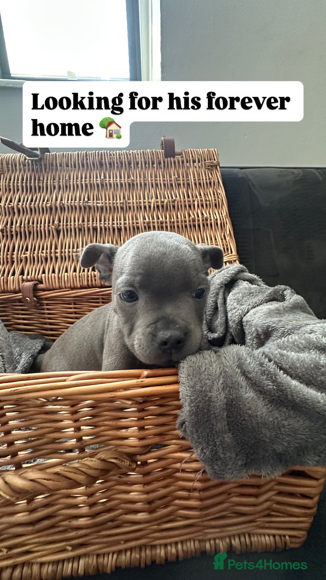 Staffordshire Bull Terrier dogs for sale: Blue and Black Staffordshire Bull Terriers - Image 10