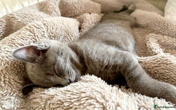 British Shorthair cats for sale: Adorable British Shorthair kittens - Blue & Choco - Image 13