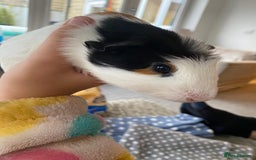 Guinea Pig rodents for sale: Friendly female Piggy - Image 2