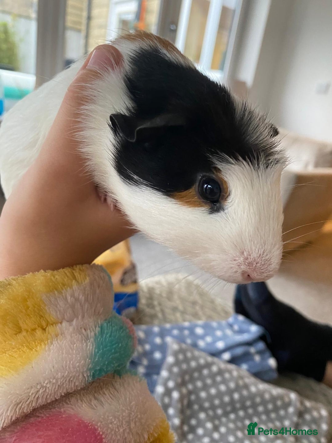 Guinea Pig rodents for sale: Friendly female Piggy - Image 2