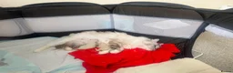 Ragdoll cats for sale: 2 Ragdoll Males South Lanarkshire in Glasgow - Advert 6