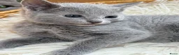 Russian Blue cats for sale: 🥇TOP Quality TICA Pedigree Russian Blue Kittens - Advert 15