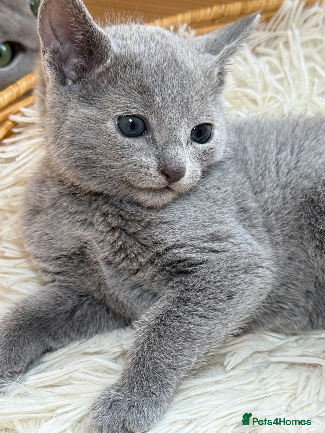 Russian Blue cats for sale: 🥇TOP Quality TICA Pedigree Russian Blue Kittens - Advert 15