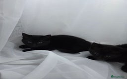 Mixed Breed cats for sale: Sweet cats search new house  - Image 5