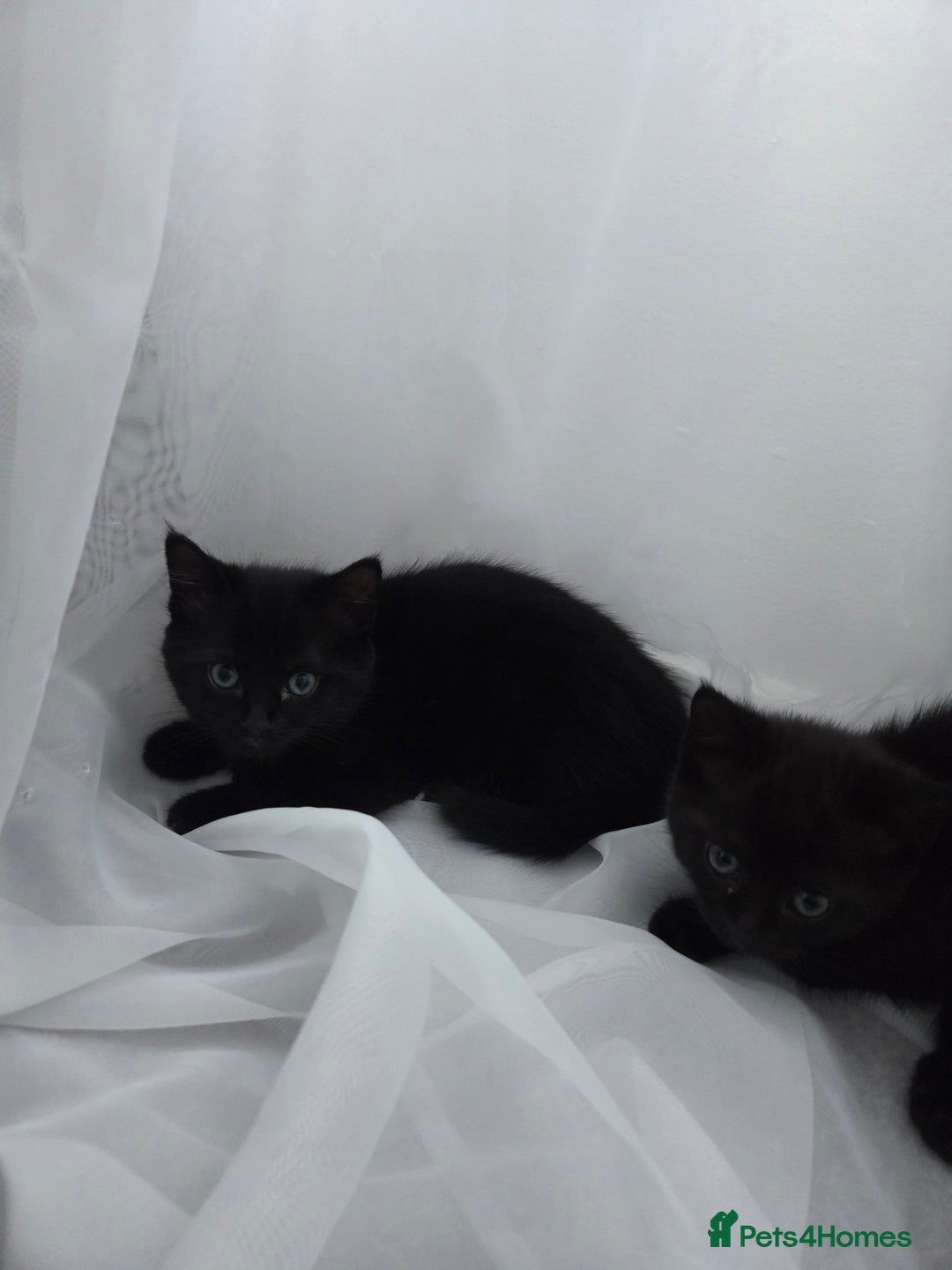 Mixed Breed cats for sale: Sweet cats search new house  - Image 5