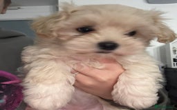 Mixed Breed dogs for sale: Beautiful litter of lhatese baby’s 🥰❤️ - Advert 9