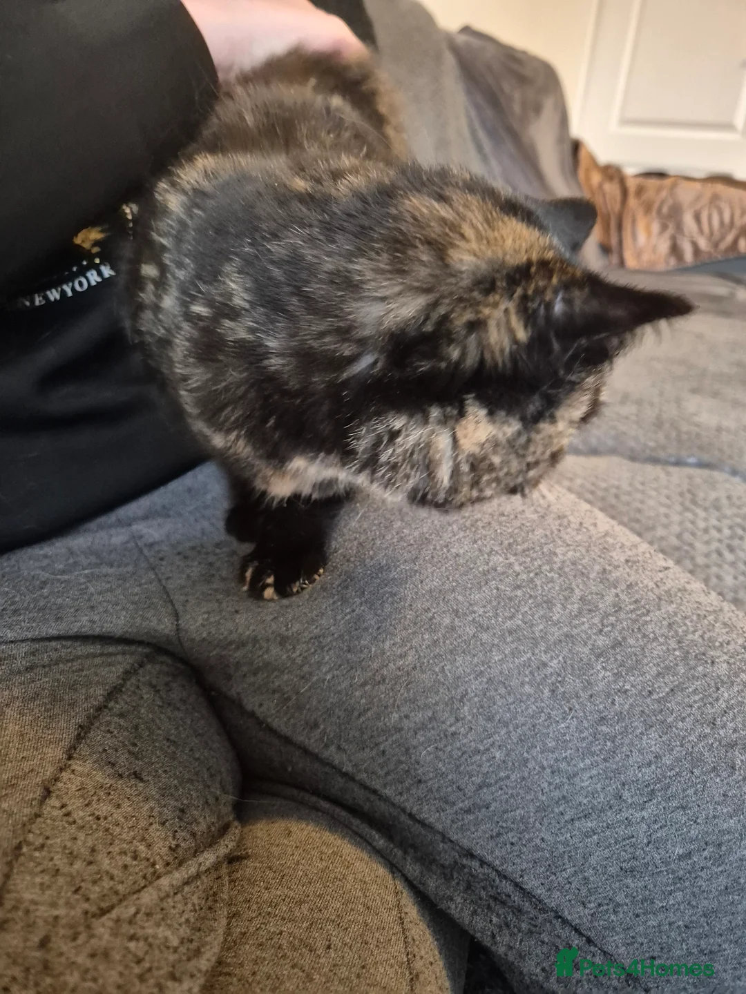 Selkirk Rex cats for sale: Pedigree tica reg black tortie neutered  - Advert 11